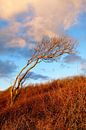 In the north of Rügen by Ostsee Bilder thumbnail