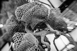 Nacho Carbonell, Eindhoven In Focus van Jos Crooymans