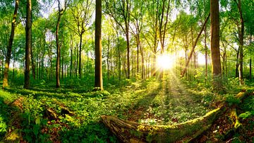 Wald mit strahlender Sonne von Günter Albers