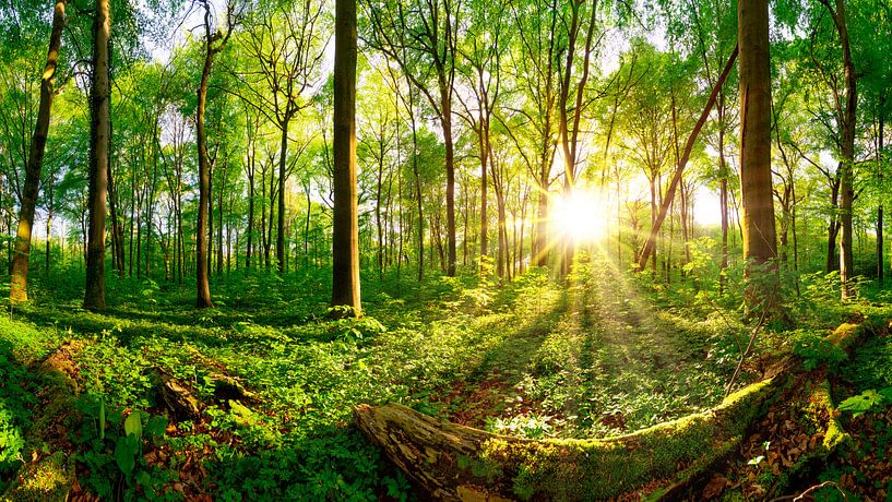 Wald mit strahlender Sonne van Günter Albers