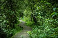 The Moerputten, here you walk in the middle of nature, surrounded by birdsong, babbling water and wide vistas.