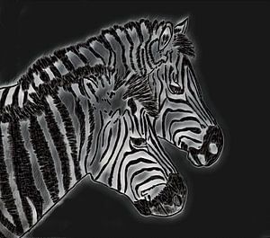 Zebra's Zeichnung bearbeitet von Jose Lok
