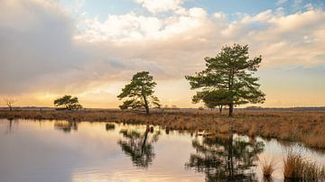 Sonnenuntergang im Nationalpark Dwingelderveld von Menno Schaefer