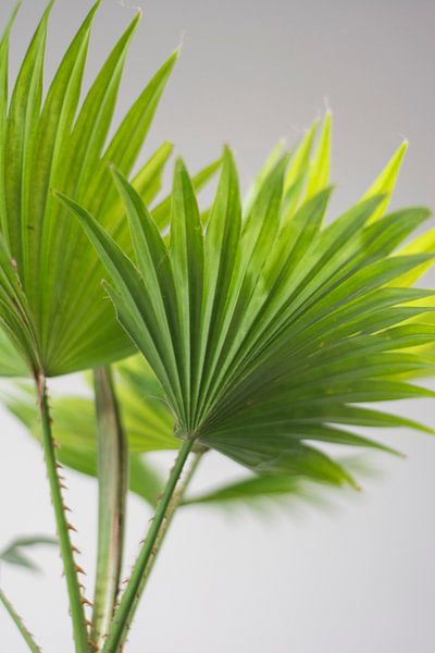 Palm (blad) by Jeantina Lensen-Jansen