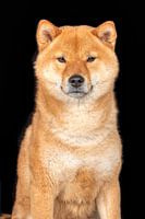 Akita