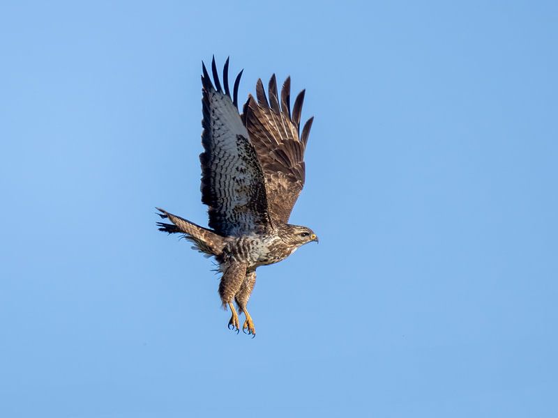 Common buzzard in flight by Teresa Bauer