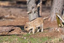 Jeune sanglier sur Merijn Loch