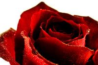 Roos Rood bloem