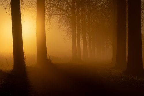 Enchanted avenue of trees by Moetwil en van Dijk - Fotografie