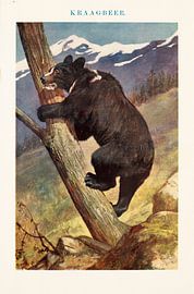 Vintage schoolplaat Kraagbeer. van Studio Wunderkammer