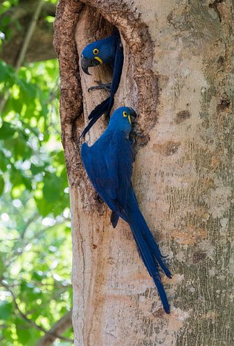 Een broedkoppel van hyacinthara (Anodorhynchus hyacinthinus) bij hun nest