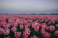 Tulip field during a sunset