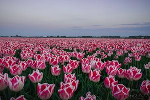 Tulpveld in zonsondergang van Shameem Abdulkarim