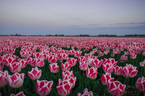 Tulpveld in zonsondergang