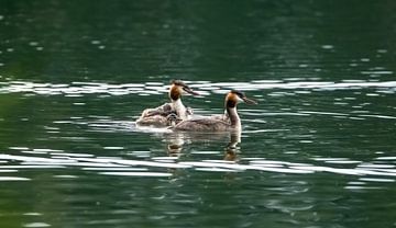 Le bonheur des familles de grèbes huppés sur Patrick Schwarzbach