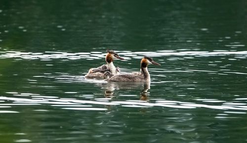 Great crested grebe family happiness