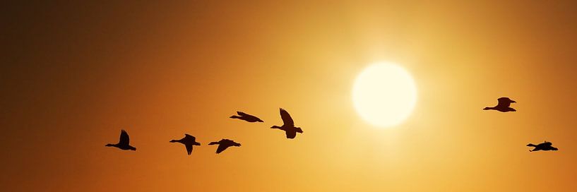 Zeven van Harro Jansz