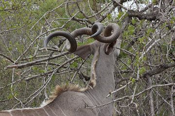 Kudu van Wim Franssen