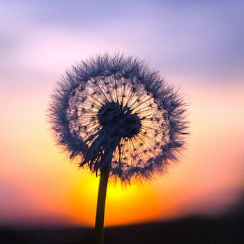 Paardenbloem bij zonsondergang