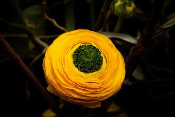 Gele ranonkel bloem van Nelleke Uenk Fotografie