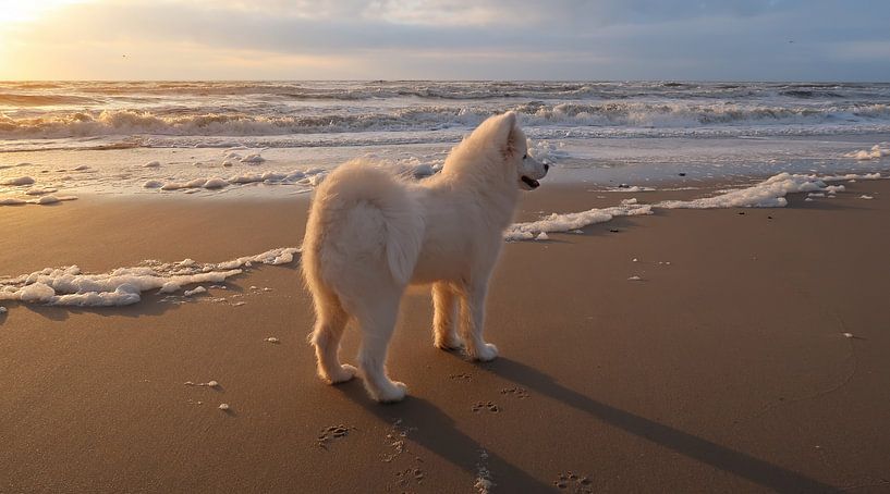 Samoyed van Bo Valentino