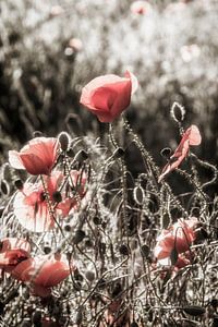 Mohnblumenidylle | vintage color pop