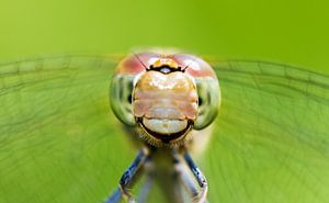 Blije libel macro portret