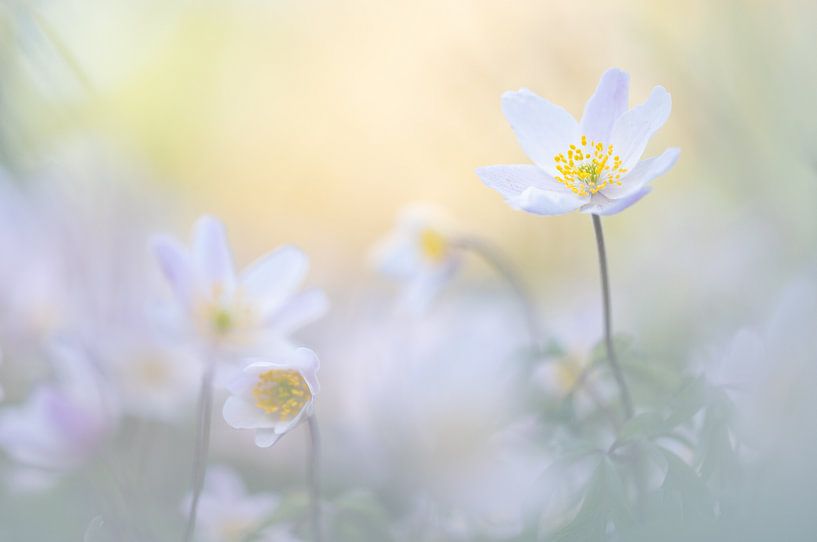 Buschwindröschen in der goldenen Stunde von Lilian Photography