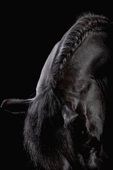 Tête de cheval Blackfoto