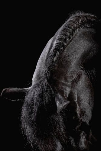 Schwarzfoto Kopf Pferd