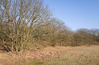 Houtwal met eikenbomen.