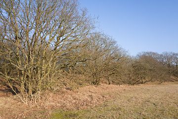 Houtwal met eikenbomen. van Martien van Gaalen