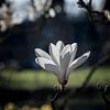 Fleur de magnolia blanc - Ambiance printanière sur Kristof Leffelaer