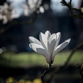 White Magnolia Flower - Spring atmosphere by Kristof Leffelaer