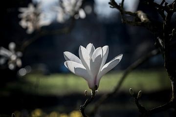 Weiße Magnolienblüten - Frühlingsstimmung von Kristof Leffelaer