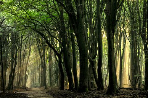 Sommermorgen von Jan Paul Kraaij