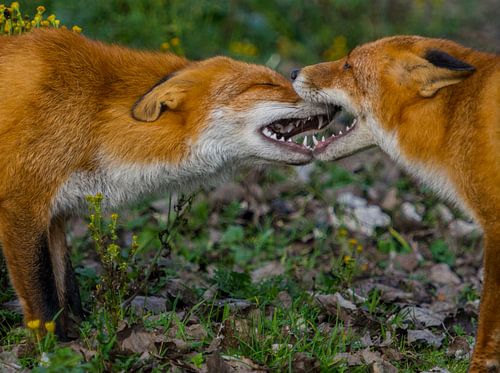 Vossen vechten om voedsel