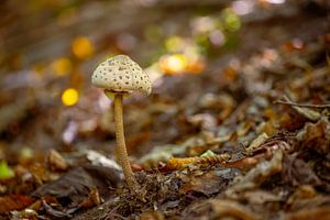 een parasolzwam op de bosbodem van een loofbos in de herfst
