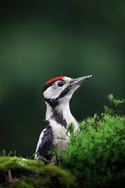 Great Spotted Woodpecker in the moss by Bastiaan Van der Ploeg