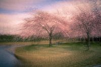 Impression de Fleurs