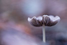 Macro 5 by Mariëlle de Valk