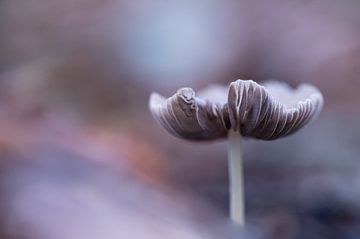 Macro 5 van Mariëlle de Valk