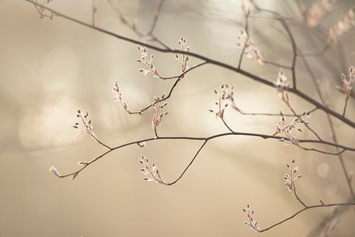 Zachte voorjaarstinten