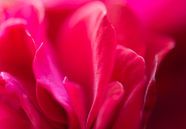 rozenblaadjes van Tania Perneel thumbnail