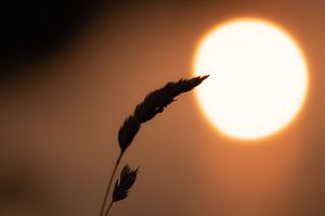 Maiskolben vor der Sonne
