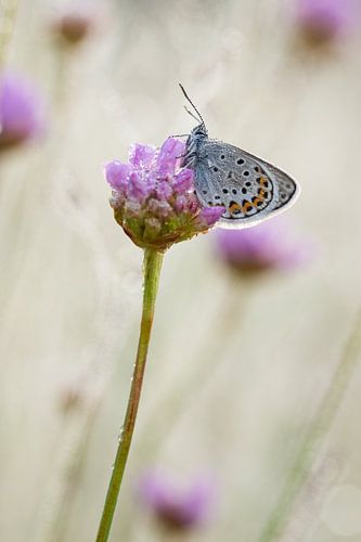close up heideblauwtje