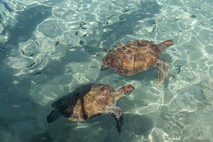 Wilde Schildkröten auf Curacao. von Janny Beimers