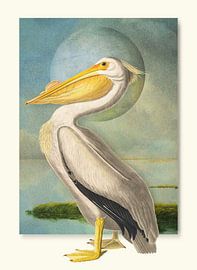 American White Pelican by Marja van den Hurk