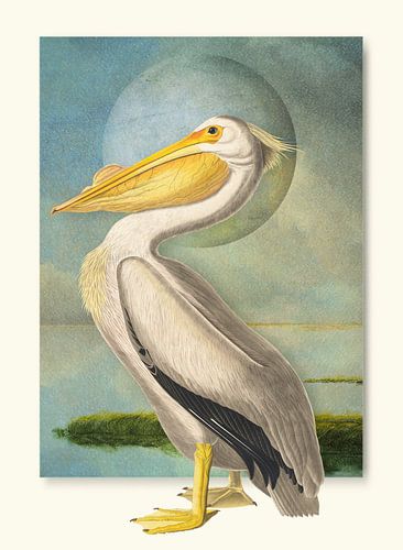 American White Pelican