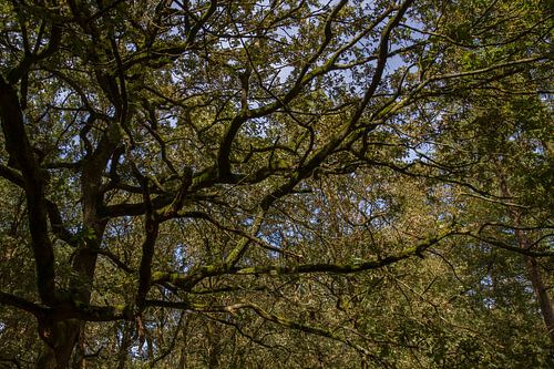 Majestic mystery - nature photography in the forest